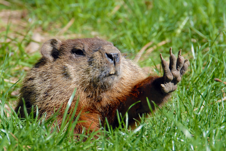 Groundhog Day is the best time to start getting ready for spring and to shop for lowest priced gas plans. Check out our gas energy tips to get the most savings.